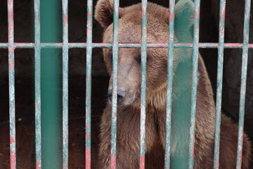 A brown bear sits in a cage at the zoo