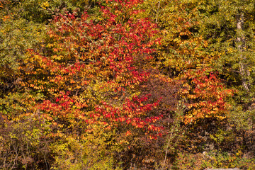 Red and Orange Autumn Leaves Background. Nature shot.