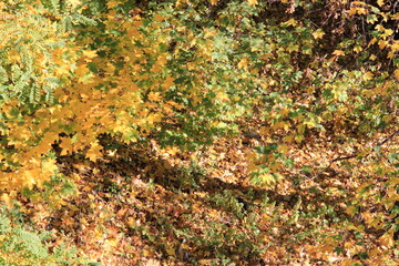 Golden autumn. The background is made of autumn leaves. High