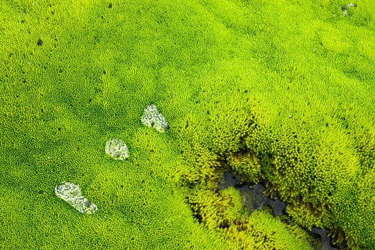 Wet green moss near Iceland river