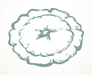 Pattypan squash fruit.  Vector drawing