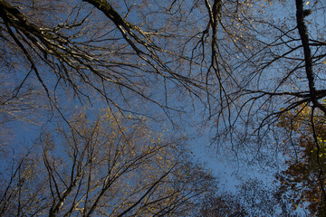 Autumn trees in the forest. Top to bottom view.