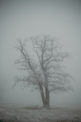 Two trees in the fog field.