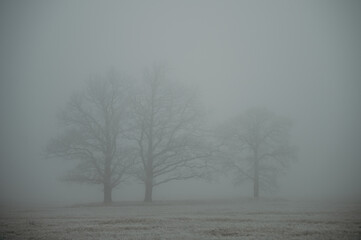 Two trees in the fog field.