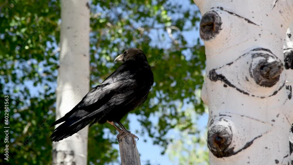 Sticker black bird in the forest near a tree