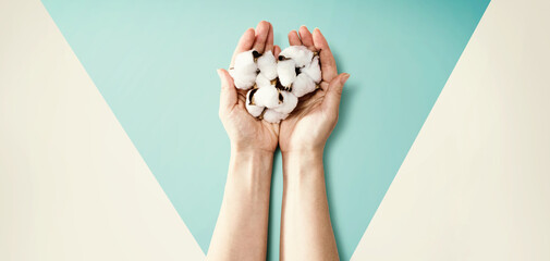 Female hands holding cotton flowers - flat lay