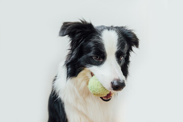 Naklejka na ściany i meble Funny portrait of cute puppy dog border collie holding toy ball in mouth isolated on white background. Purebred pet dog with tennis ball wants to playing with owner. Pet activity and animals concept.