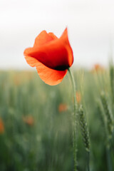 Obraz premium poppy in the field