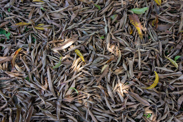 Folhas secas de pé de manga no chão