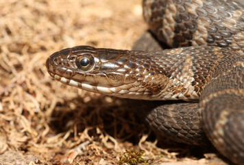 Close-up of the head of a Northern Water Snake (Nerodia sipedon) showing off the scales around the face. 