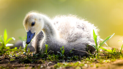 Gosling