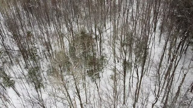 vue a&eacute;rienne d'une for&ecirc;t en hiver