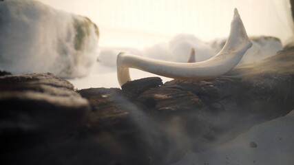 Large animal bone lying on the snow, close up. Large bones close up.
