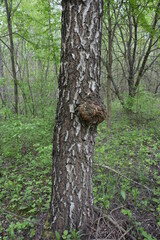 A large burr or burl on the trunk of a birch in the forest.