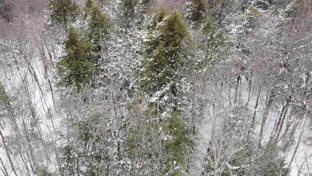 vue a&eacute;rienne d'une for&ecirc;t en hiver