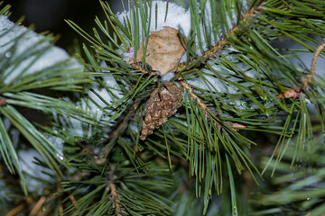 a cone with a leaf on a branch