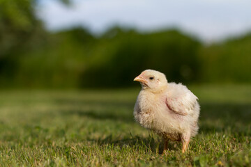 Little chick standing on the grass