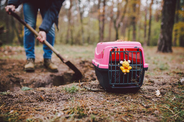 The topic of burial of pets is not legal. Man digs hole with shovel for burying an animal in the...