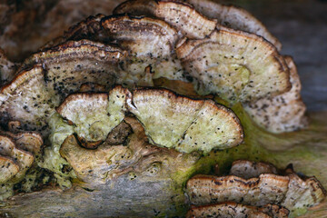 Texture of a live mushroom on a tree close up