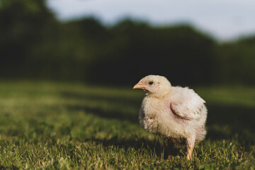 Little chick standing on the grass