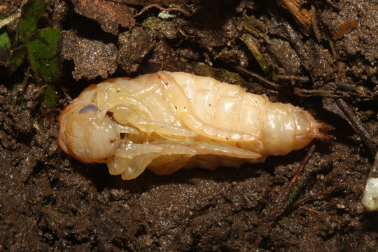 Pupae stage of the predaceous diving beetle (Dytiscus). The larvae are aquatic, but must crawl onto land to pupate in a small hole that they dig in the soil. Adults return to the water. 