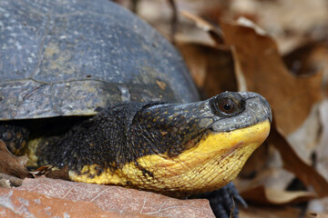 Obraz premium Close-up view of the head of an adult Blandings Turtle (Emydoidea blandingii), showing off its distinctive yellow chin and neck. 