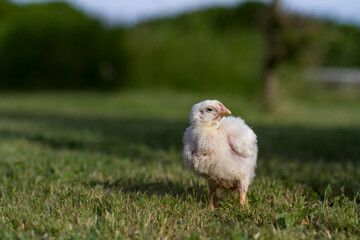 Little chick standing on the grass