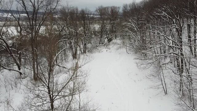 vue a&eacute;rienne d'une for&ecirc;t en hiver