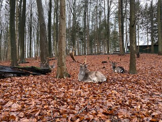 kangaroo in the forest