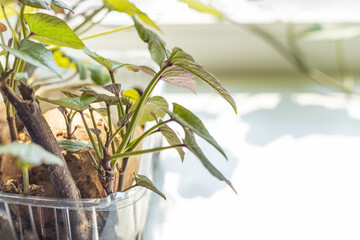 Young seedlings of sweet potato or batatas on the windowsill. Sunny day, shallow depth of the field, the concept of growing a biologically pure product