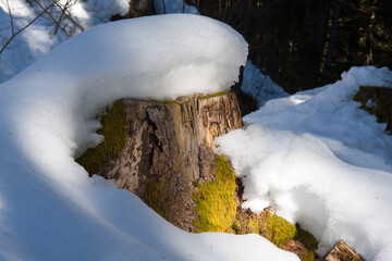 ciò che resta di un'albero tagliato in inverno, con la corteccia coperta di un bel muschio verde, coperto dalla neve