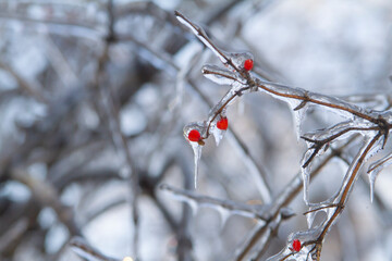Frozen wild berry covered by ice after an ice storm.