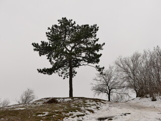 Lush conifer tree in winter is isolated. High quality photo