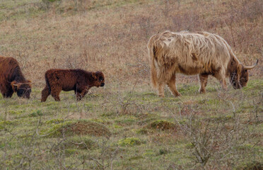 a little dark red scottish highland calf follows in the footsteps of a light highland cow as they traverse the meadow 