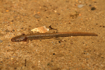 Larva of a two-lined salamander (Eurycea bislineata) in a sandy stream. 