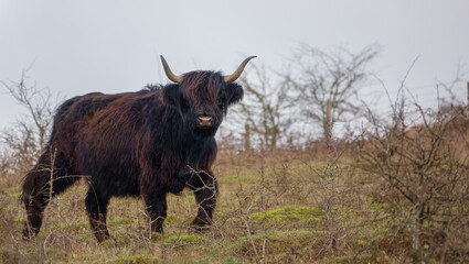 a black and tan red scottish highland cow with horns walking towards and staring into the camera