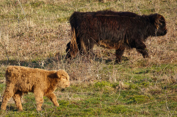 a light red scottish highland calf walking with a dark red cow across a meadow 