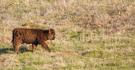 a gorgeous dark red scottish highland calf walking across the shot