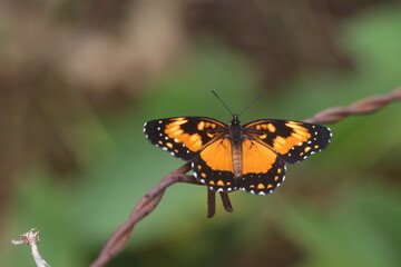 Fototapeta na wymiar Nature Butterfly insect macro photo