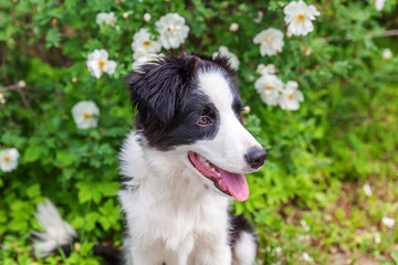 Naklejka na ściany i meble Outdoor portrait of cute smilling puppy border collie sitting on park or garden flower background. New lovely member of family little dog on a walk. Pet care and funny animals life concept.