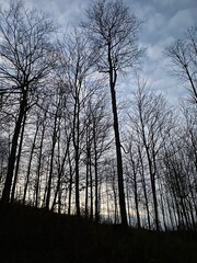 Tree tops against blue sky