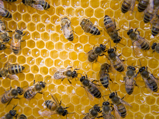Busy Bees, Close Up View Of The Working Bees On Honeycomb.