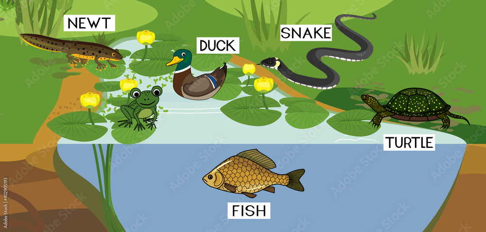 Wall mural pond biotope with different animals (bird, reptile, fish, amphibians) in their natural habitat - Wall murals