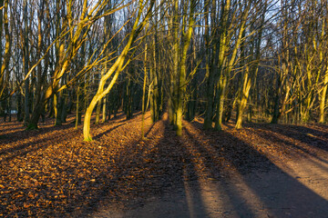 Strange Trees and Long Shadows in Scotland's Winter Parks.