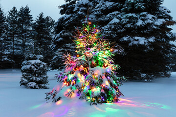 Tree with Christmas lights.