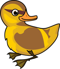 Duckling mallard or wild duck (Anas platyrhynchos) isolated on white background