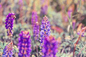 Beautiful blooming lupine flowers in spring time. Field of lupines plants background. Violet wild spring and summer flowers. Gentle warm soft colors selective focus, blurred background