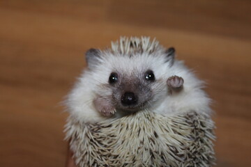 A cute African pygmy hedgehog waving at the camera