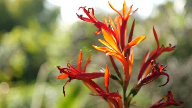 Red canna indica flower, dark green leaves, California, USA. Elegant arrowroot floral blossom. Exotic tropical jungle rainforest botanical atmosphere. Natural vivid greenery, paradise spa aesthetic.