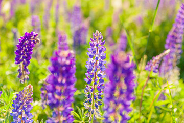 Obraz premium Beautiful blooming lupine flowers in spring time. Field of lupines plants background. Violet wild spring and summer flowers. Gentle warm soft colors selective focus, blurred background